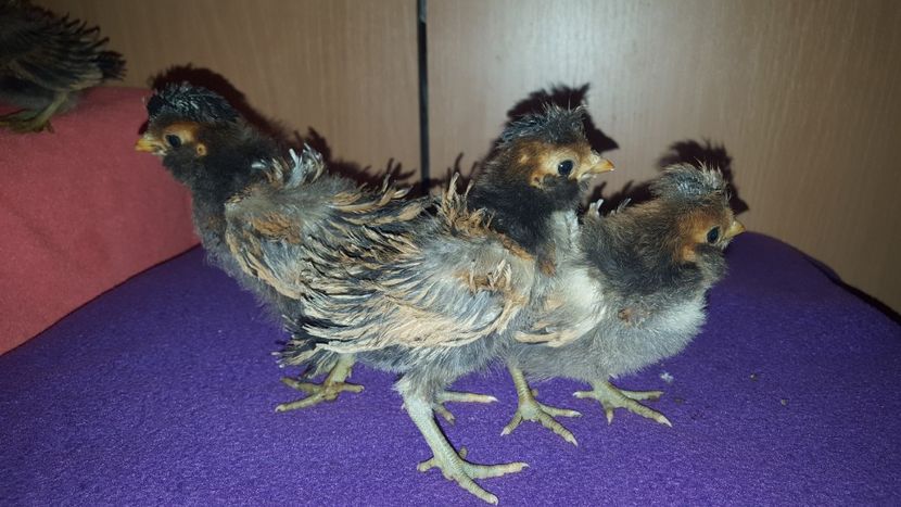  - A- Paduana Pitică Frizată 2019-2020