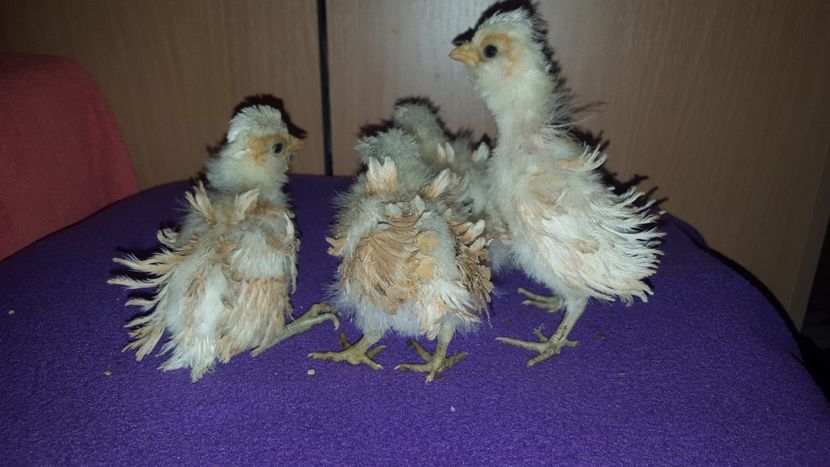  - A- Paduana Pitică Frizată 2019-2020