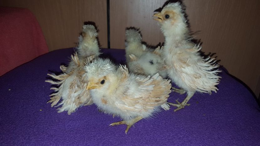  - A- Paduana Pitică Frizată 2019-2020