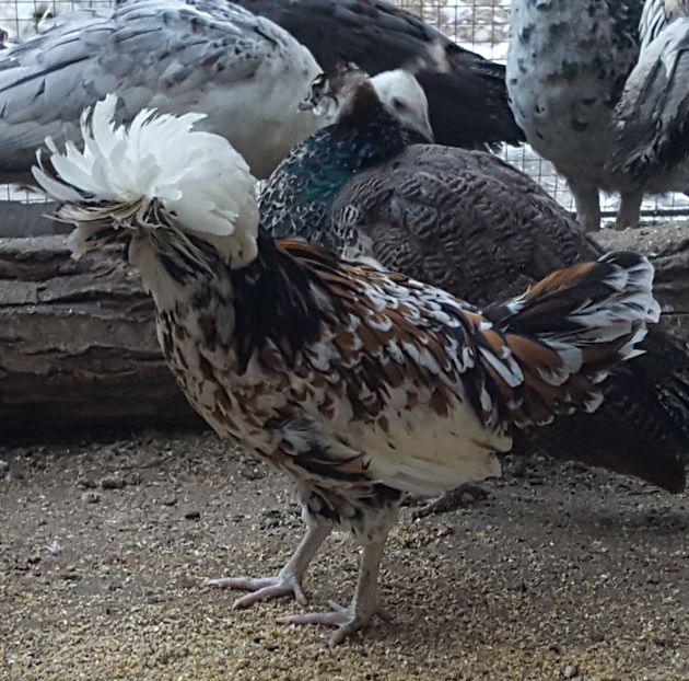  - A- Paduana Porțelan 2019-2020