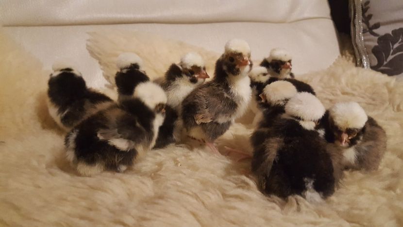  - A- Paduana Porțelan 2019-2020