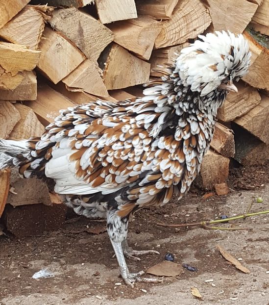  - A- Paduana Porțelan 2019-2020