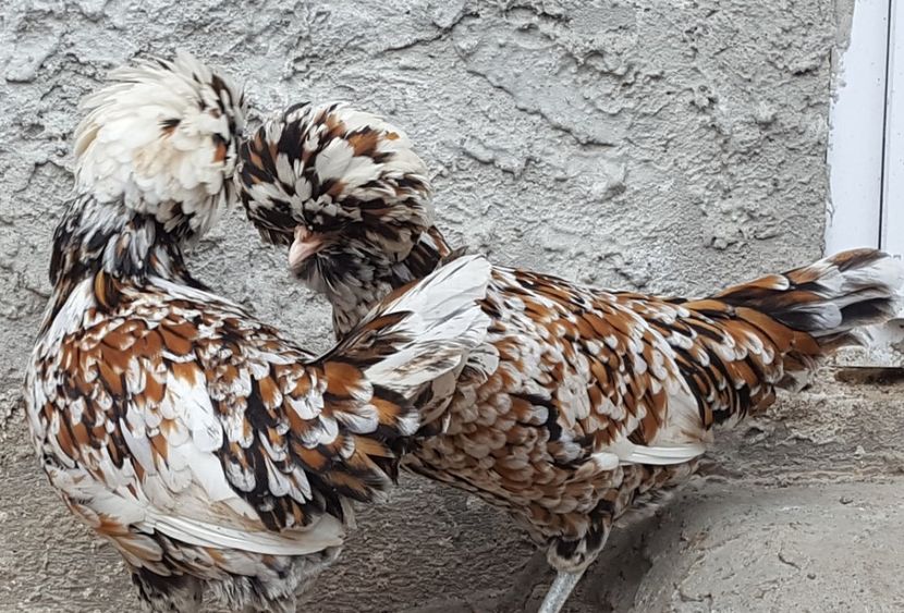  - A- Paduana Porțelan 2019-2020