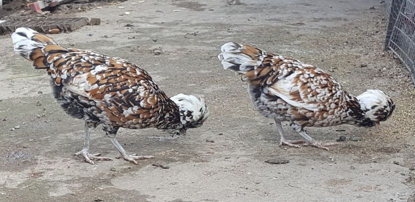  - A- Paduana Porțelan 2019-2020