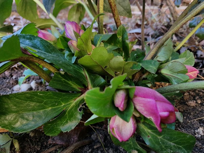 Helleborus Ice N Rose - 12_2020 Ianuarie_Februarie