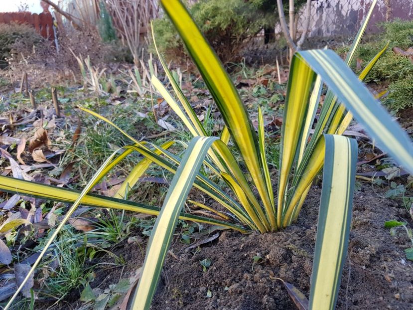 Yucca  Variegat _Multumesc Nico ! - 12_2020 Ianuarie_Februarie