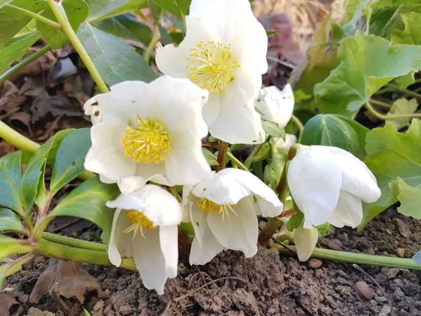 Helleborus White Snow - 12_2020 Ianuarie_Februarie