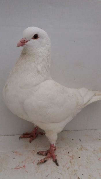 F 2019 vanduta - De vanzare kingi