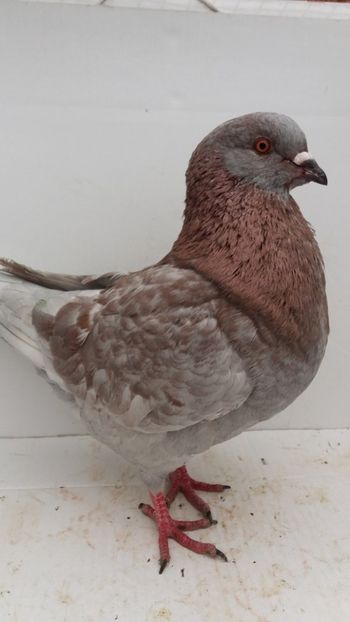 M 2019 vandut - De vanzare kingi