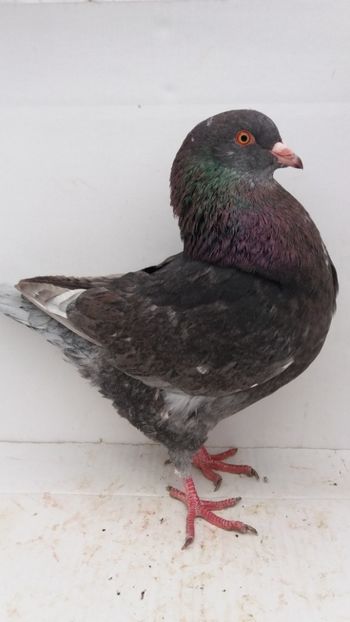 M 2019 vandut - De vanzare kingi