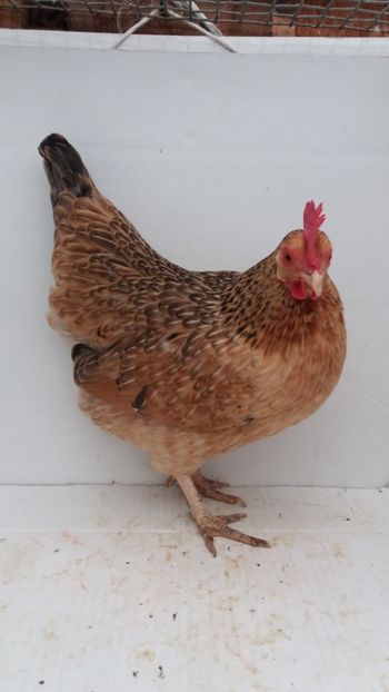 Vanduta - De vanzare gainuse mi de flori