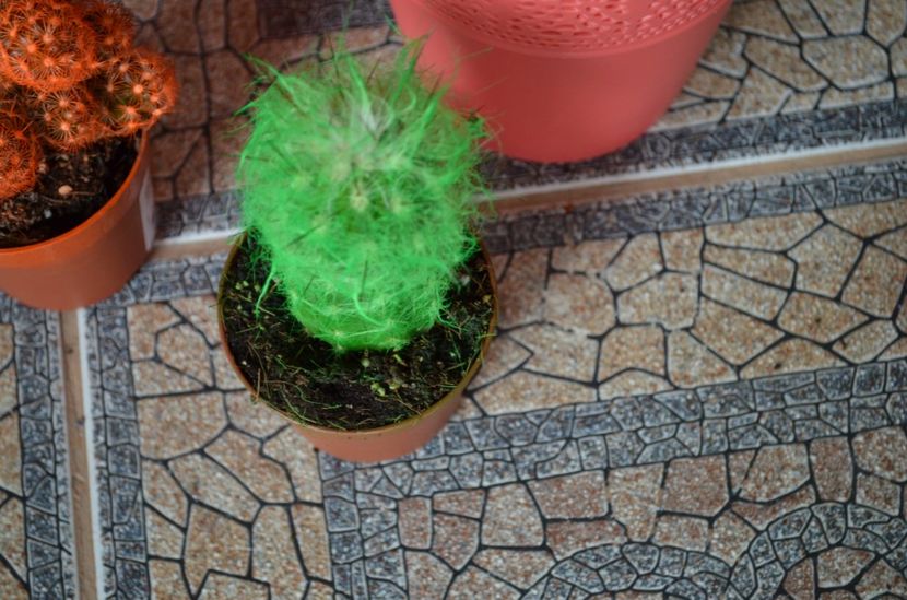  - suculente si cactusi