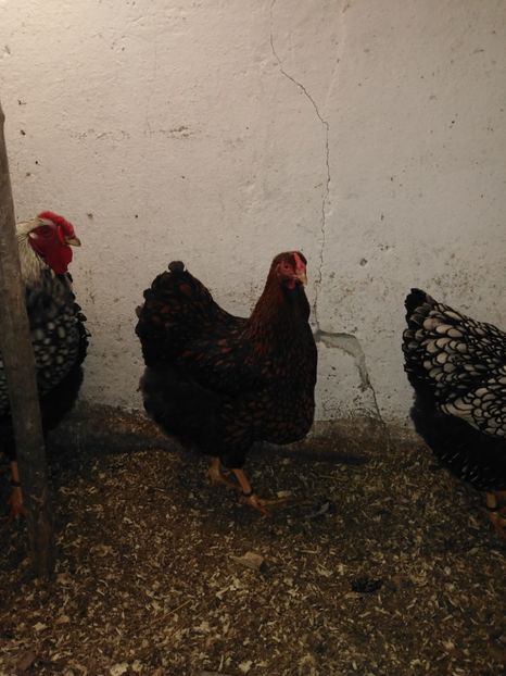  - Wyandotte argintiu