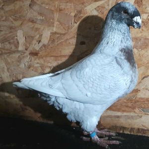 112923133_IYAQAND3 - 3---AGH DAȚI 2019 - 2025