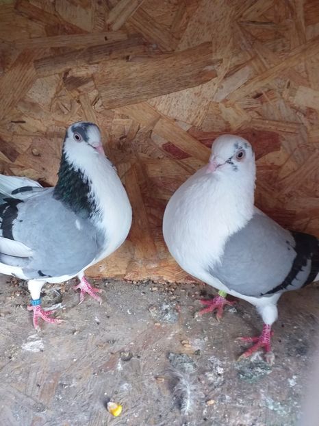  - 1-1 perechi galateni 2019