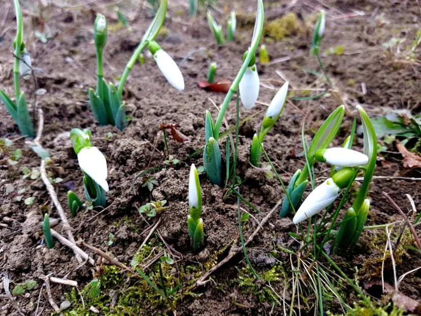  - 12_2020 Ianuarie_Februarie