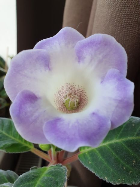  - Gloxinia 2020