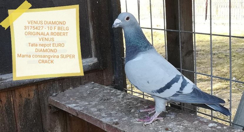 VENUS DIAMOND 3175427-10 BELG - 7 ROBERT VENUS MARATON COLECTION