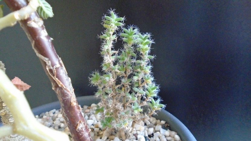 Trichodiadema bulbosum - Suculente 2020