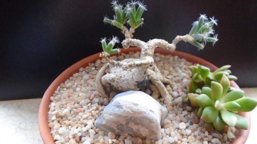 Trichodiadema densum - Suculente 2020