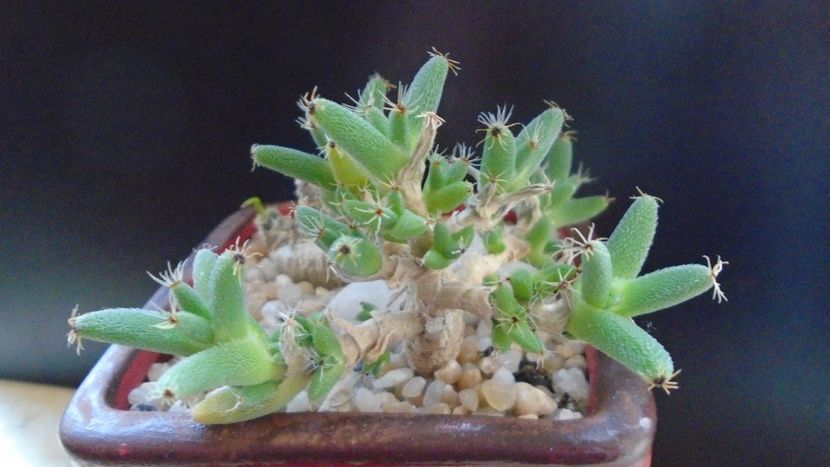 Trichodiadema marlothii - Suculente 2020