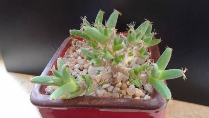 Trichodiadema marlothii - Suculente 2020