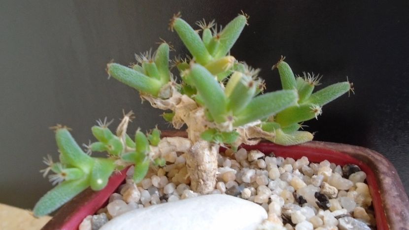 Trichodiadema marlothii - Suculente 2020