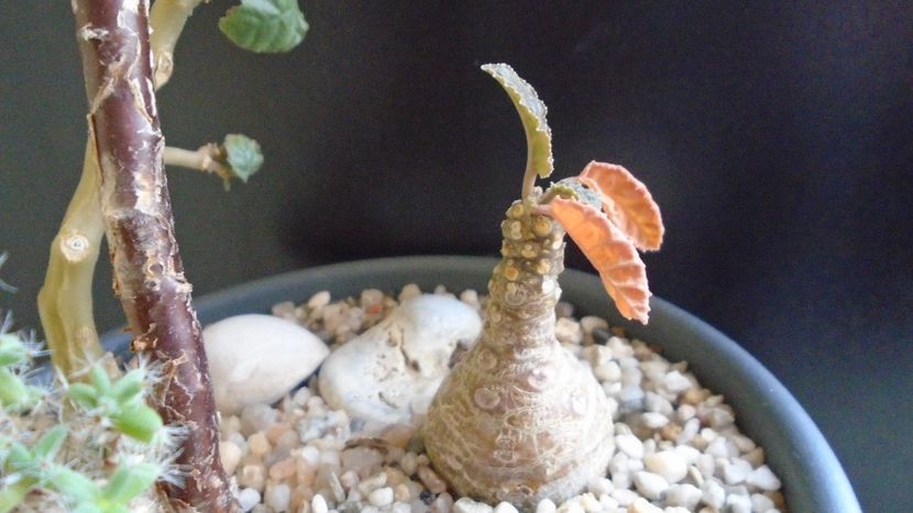 Dorstenia foetida - Caudiciforme si bulbi 2019 bis