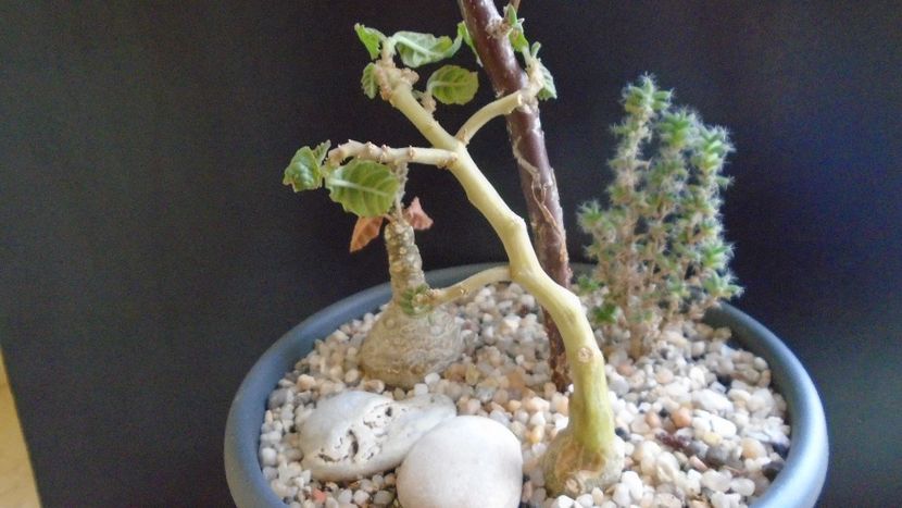 Dorstenia hildebrandtii - Caudiciforme si bulbi 2019 bis