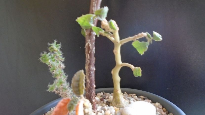 Dorstenia hildebrandtii - Caudiciforme si bulbi 2019 bis