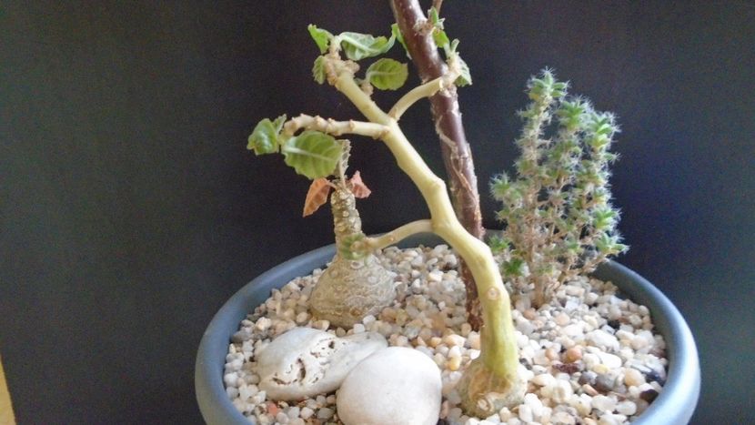 Dorstenia hildebrandtii - Caudiciforme si bulbi 2019 bis
