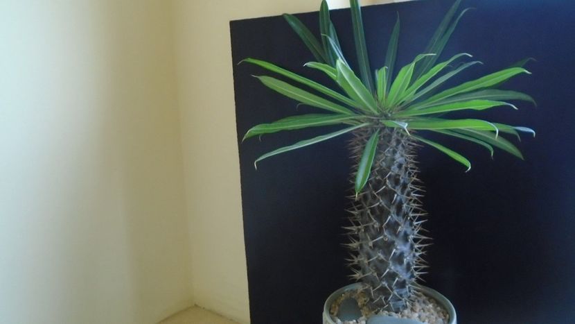 Pachypodium black lamerei - Caudiciforme si bulbi 2019 bis