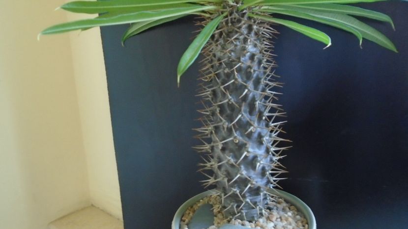 Pachypodium black lamerei - Caudiciforme si bulbi 2019 bis