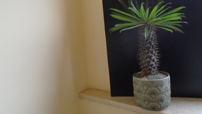 Pachypodium black lamerei - Caudiciforme si bulbi 2019 bis