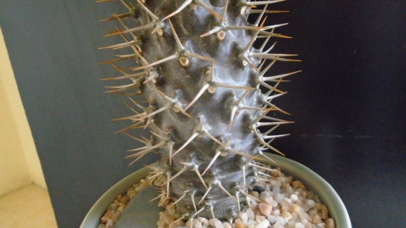 Pachypodium black lamerei - Caudiciforme si bulbi 2019 bis