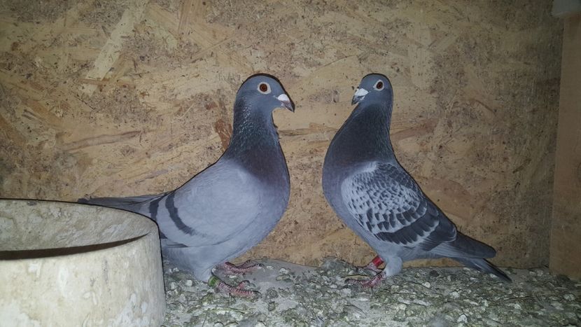 Pereche Florin Petrache - Perechi matca 2020