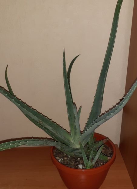  - Aloe