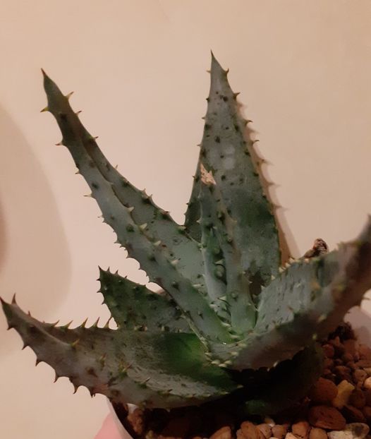  - Aloe