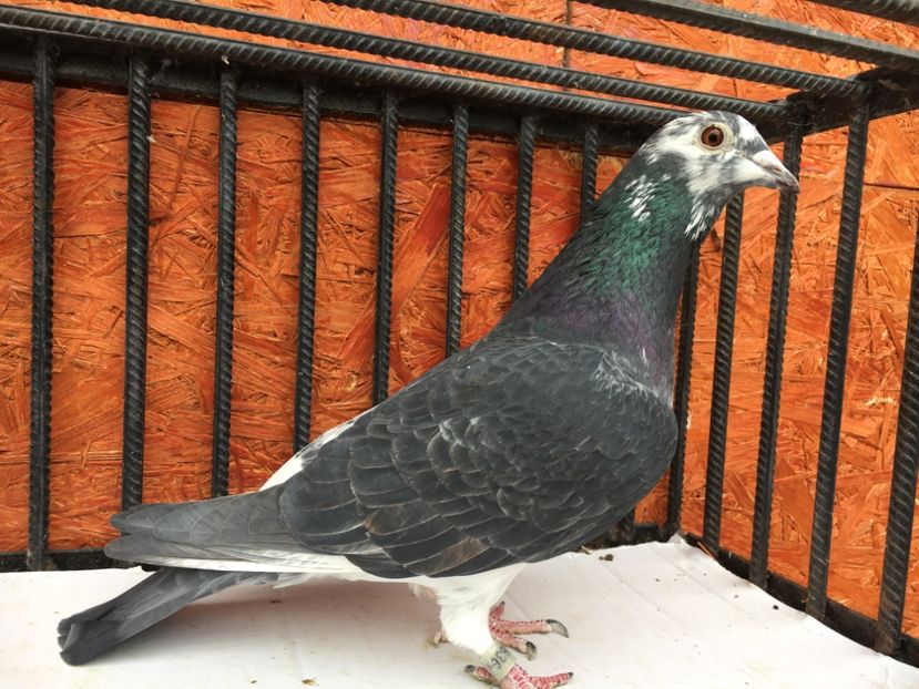 BA4CB59F-4004-4C99-81FD-495E46CF70BD - P-porumbei 2020