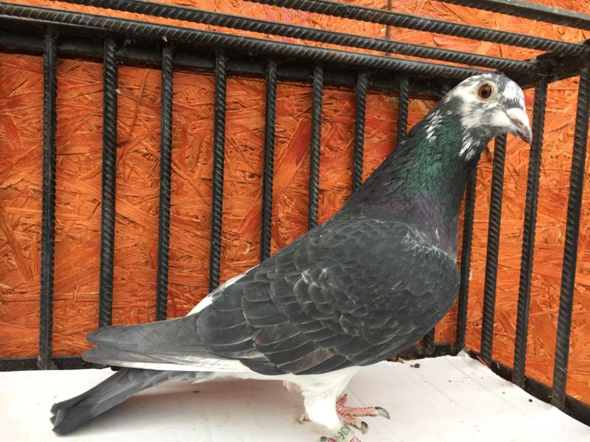 FCEEB1B0-3334-4EEA-B695-CD5E9F00EC1B - P-porumbei 2020