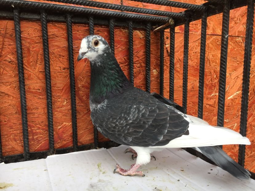 EEC86816-A30A-4479-983B-58424991E5D3 - P-porumbei 2020