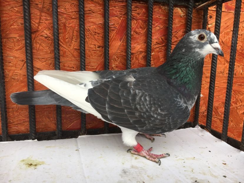 EF582021-8277-417D-9226-5150F68F752F - P-porumbei 2020