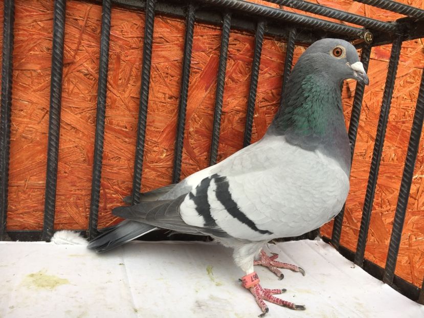 883E2003-32A2-4FFC-AC24-7C6C2C5CFCDD - P-porumbei 2020