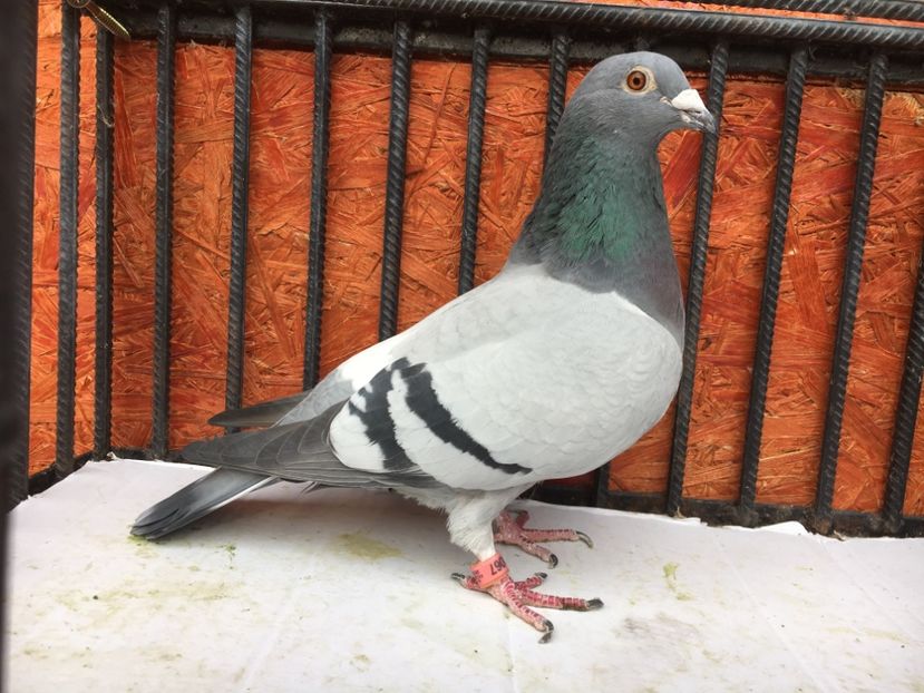 604ECD96-36E0-4195-8C9E-1DBFC443B590 - P-porumbei 2020