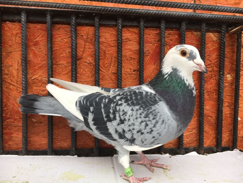 D0E74755-D26B-43EB-9611-FF6D94AD0E24 - P-porumbei 2020