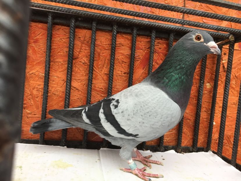 6417D6F4-E5F0-4090-966A-931506DE0B92 - P-porumbei 2020