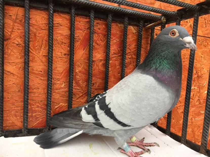 AC92F89C-DD2B-44B2-A97A-C1120D427595 - P-porumbei 2020