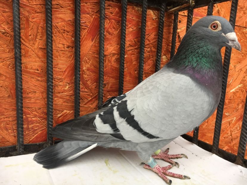 4B0092DE-8A98-45B2-8C91-7C7E4F4233AB - P-porumbei 2020