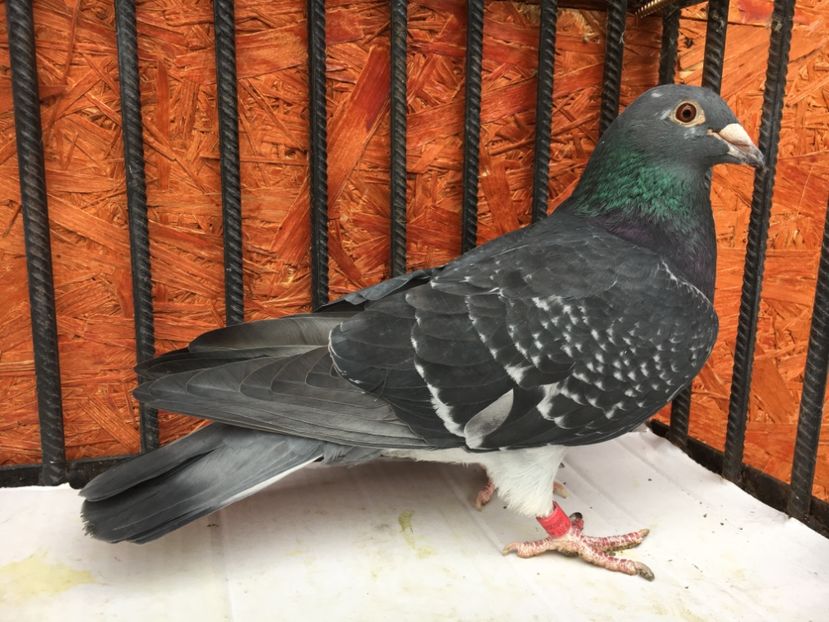 5DF1EC21-CDF4-466A-91A7-F75BBDCFE426 - P-porumbei 2020