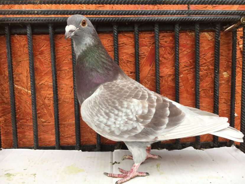 5E2D400A-C9A9-44A7-A24F-3B20363FFC84 - P-porumbei 2020